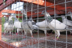 ad9-2017