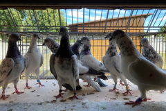 Budapesztańskie Wysokolotne dorosłe. Hod. Antoni Oruba czas lotu 4 godz. 20 min. 280 pkt.