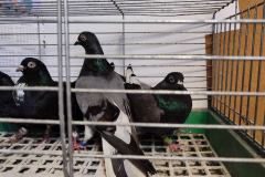 Roztoczańskie Wysokolotne dorosłe. Hod. Andrzej Liwczak, czs lotu 2 godz. 31 min.