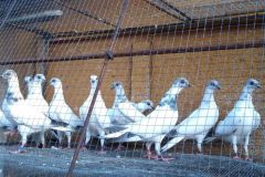 Budapesztańskie Wysokolotne, hod.Daniel Jasiński lot 28.08 czas stada 6h 40 min. 550 pkt.