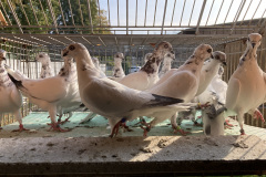 Budapesztańskie Wysokolotne młode. Hod. Antoni Oruba lot 8.10.2022 - dyskwalifikacji lotu