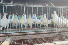 Budapesztańskie Wysokolotne młode, hodowca Knapik Piotr , lot konkursowy zdyskwalifikowany ze względu na atak sokoła.