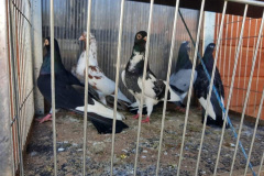 Zamojskie dorosłe odbyły lot w dn. 3, 22, 23 i 29 maja hodowca Mieczysław Sroka