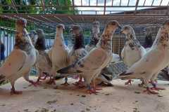 Budapesztański Wysokolotny, lot 21.05 czas stada 3h 18 min hodowca: Antoni Oruba