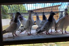 Budapesztańskie Wysokolotne młode, hod. Antoni Oruba lot 17.08 czas stada 6h 20 min. 1490 pkt.