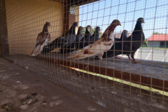 Zamojskie młode hod.  Mirosław Gdak czas lotu 2h 50 min