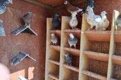 Roller Birmingham hod. Michał czuba lot 13.08.2024  pkt. 171