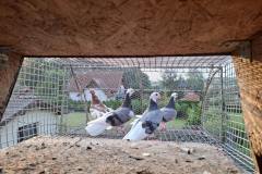 Zamojskie młode hod. Andrzej Liwczak lot 15.08 czas lotu 2h15 min