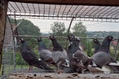 Roztoczańskie Wysokolotne dorosłe hod. A.Liwczak czas stada 1h 55min.