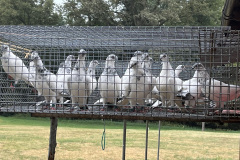 Budapesztańskie Wysokolotne młode hod. Antoni Oruba, lot 16.08.24 dyskwalifikacja, wg.reg.alternatywnego czas lotu 5h38min-969 pkt.