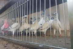 Budapesztańskie Wysokolotne  młode, hod. Roman Rozpędowski lot 19.08 czas loty 5h33mim -945 pkt.wg. reg.alt. 1165 pkt.