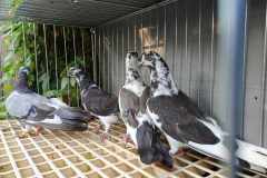 Roztoczańskie Wysokolotne młodehod. Marek Koliński lot 29.08 czas stada 2h28min.