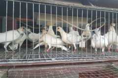 Budapesztańskie Wysokolotne młode hod.Piotr Knapik lot29.08 czas stada 5h05min -755pkt. wg.reg.alt. -755 pkt