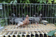 Zamojskie młode lot 21.07.2024 hod. Marek Koliński. czas lotu 4h i 4 min.