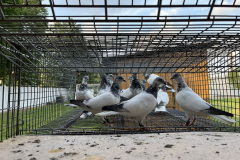 Budapesztańskie Wysokolotne dorosłe, hod. Antoni Oruba, lot 25.05 2024 , czas lotu 4h47 min. 747 pkt a wg reg. alternatywnego 981 pkt