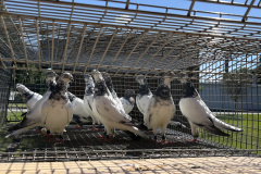 Budapesztańskie wysokolotne dorosłe hod. A.Oruba, lot 5.06.2024, czas lotu 5h - 1298 pkt. a wg. reg. alternatywnego 1042 pkt