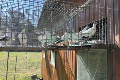 Budapesztańskie Wysokolotne  młode 12 szt. hod. Antoni Oruba lot 21.09.24 czas lotu 4h46 min. -536 pkt. a wg. reg.alternatywnego 786 pkt.