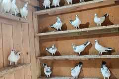 Budapesztańskie wysokolotne młode 20 szt. hod. D.Jasiński, lot 27.07 czas lotu 6h 20 min. - 650 pkt