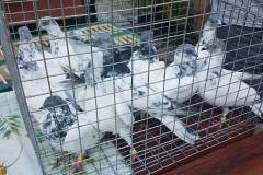 Budapesztańskie wysokolotne dorosłe 11 szt. hod. A,Budzyński, lot 4.08. czas lotu 5h50 min - 520 pkt a wg reg. alternatywnego 828 pkt