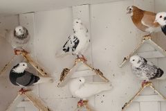 Roller Birmingham młode hod. Adam Szymański lot 11.11.2024 - 90 pkt