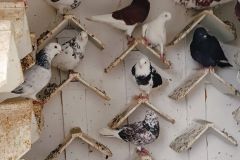 Roller Birmingham dorosłe hod. Adam Szymański  lot 11.11.2024  - 307 pkt