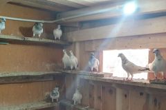 Budapesztańskie wysokolotne hod.Daniel Jasiński lot 27.10.24, czas lotu 9h 02min -pkt.712 a wg.reg. altern.1368 pkt