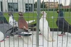 Zamojskie hod. Piotr Skwarek lot 28.08 czas stada 1h45min naj.lotnik 2h31min