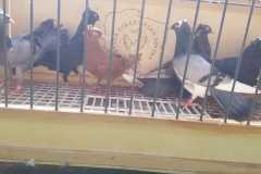 lot 10.08 Gdański wysokolotny hod. Karol Bębenek czas stada 42 min.