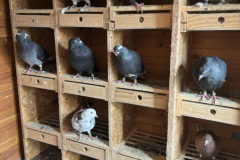 Roller Birmingham dorosłe 15 szt.hod.Michał Czuba , LOT 17.10 -470 pkt.