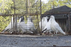 Budapesztańskie Wysokolotne hod. Aleksander Budzyński lot 28.08 czas stada 19h22min, -1258 pkt.