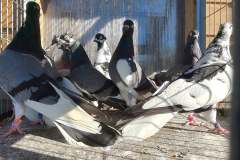 Roztoczańskie Wysokolotne dorosłe, hod. Marek Koliński lot 27.04 2025 czas stada 7h51 min a w zakryciu 3h15 min - 9 szt