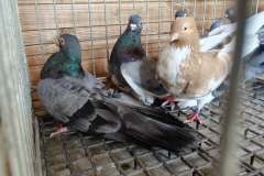 Zamojskie dorosłe hod Piotr Skwarek lot 24.05.2025 czas lotu stada 0h49 min