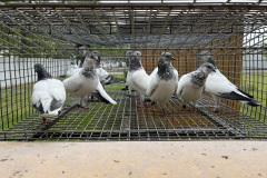 Budapesztańskie Wysokolotne hod. A.Oruba, lot 26.04.2025, czas lotu stada 7h 35 min.pkt. 1025 a wg. reg alt.A1475