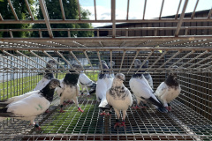 Budapesztańskie Wysokolotne hod. A.Oruba lot 20.06. czas stada 5h22min - 490pkt. a wg.reg. alt. -pkt. A592