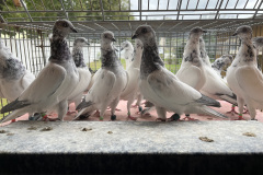 Budapesztańskie Wysokolotne młode, hod. Antoni Oruba, lot 2.10.2025 czas stada 9h11min -1125 pkt, a wg. reg.alternatywnego A1609 pkt