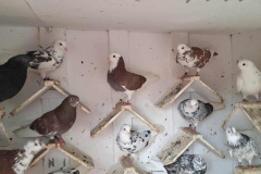 Roller Birmingham dorosłe, hod. Adam Szymański, lot 11.11 - 349 pkt