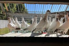 Budapesztańskie Wysokolotne młode Hod.Antoni Oruba lot 14.08 czas lotu stada 2h30 min - 180 pkt a wg.reg. altern.186 pkt